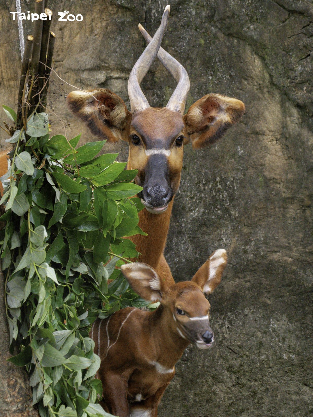 趕上農曆春節尾巴報到〜臺北市立動物園非洲動物區斑哥羚...