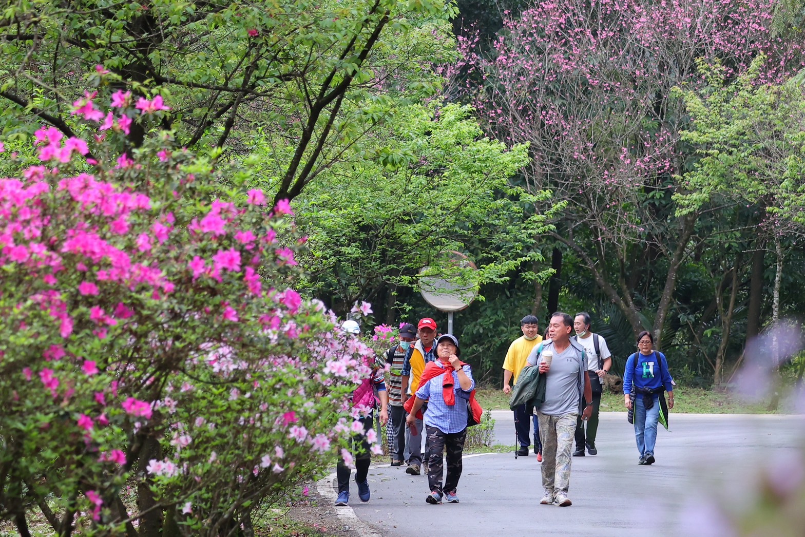 北台灣最美「景觀廊道」在新北  %E6間限定杜鵑花開綿延20%E5...