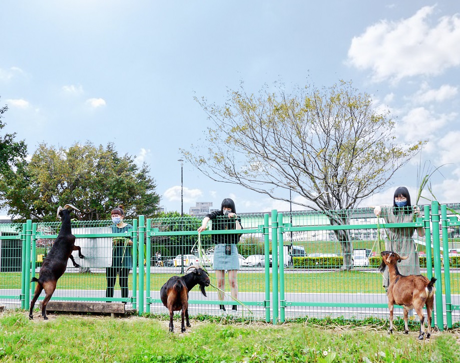 來河濱心花開  三重荷花公園杜鵑嬌豔登場...