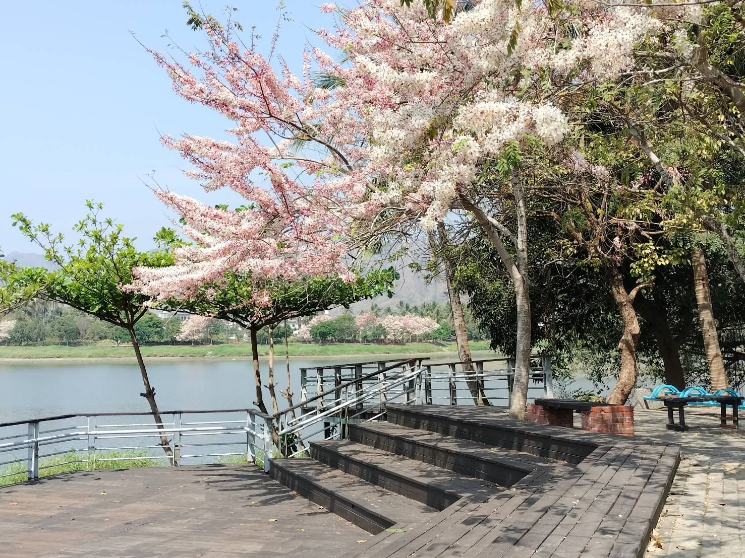 四月櫻美翻！連假逛美濃湖畔市集  滿額送門票、搗麻糬及...