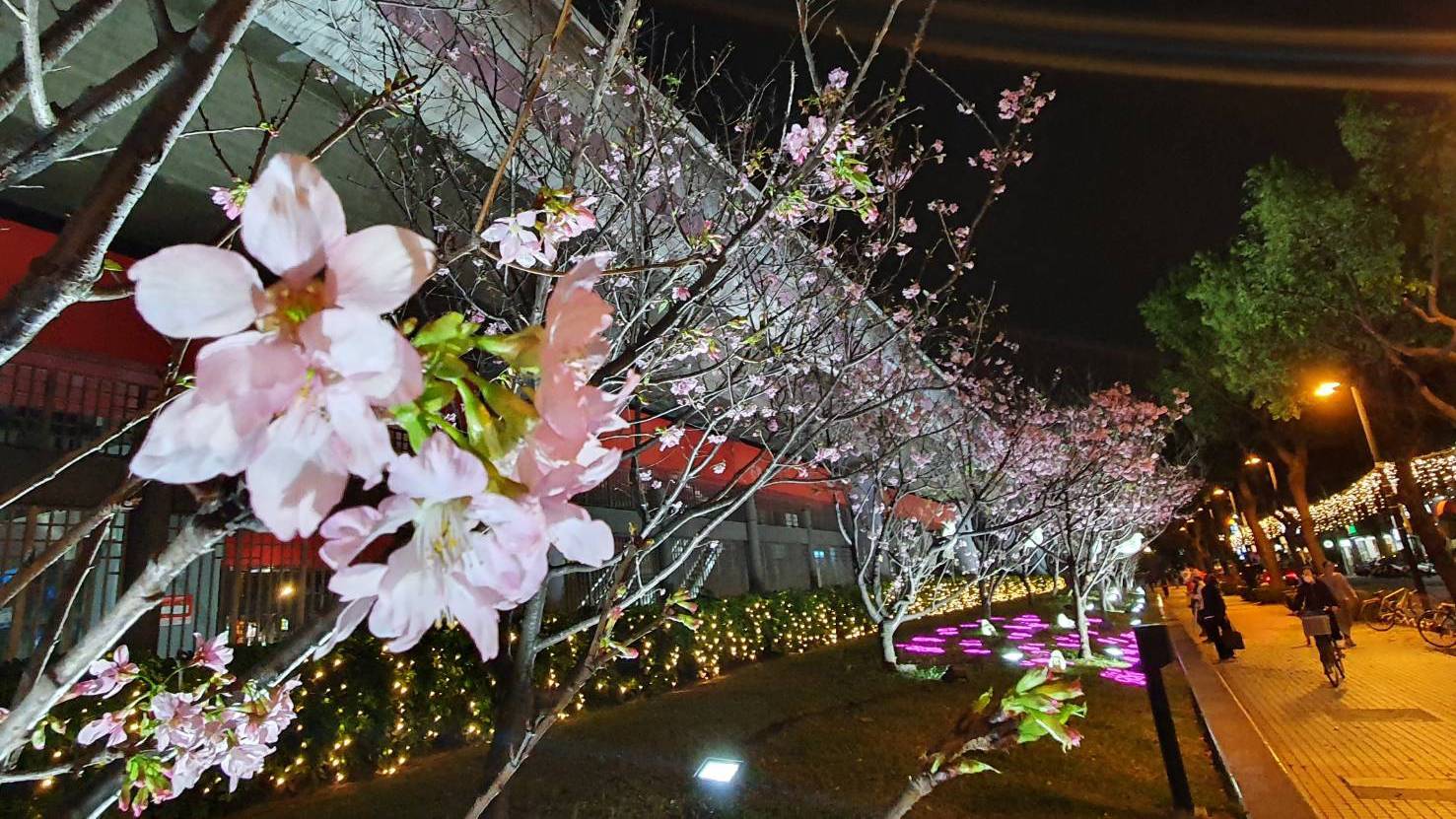 捷運石牌站「櫻木花道」！搭著臺北捷運追櫻趣...