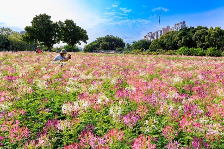 北市古亭河濱醉蝶花海滿開  拍美照活動開跑...