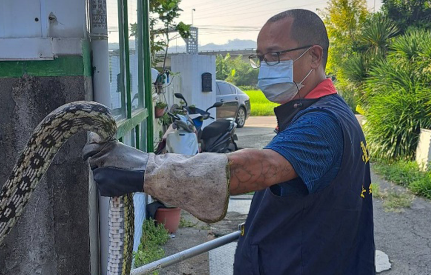 臺中市政府提供全天候捕蜂捉蛇服務...