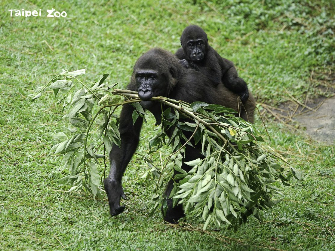 動物園首辦野餐日活動 揪親友一起沐浴大自然...