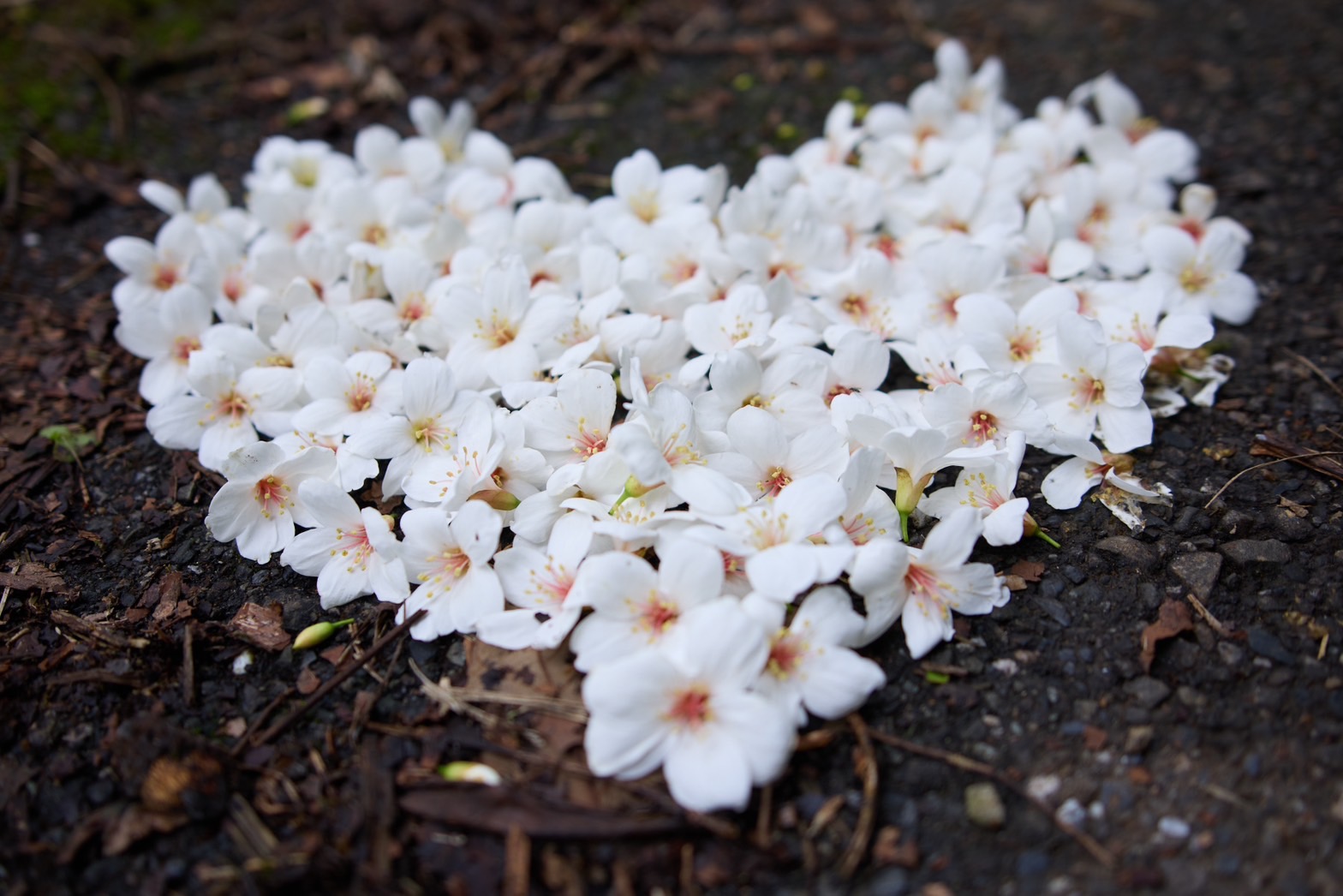 桐花季來臨 五月雪現蹤石碇桐花步道...