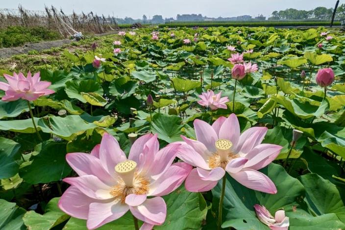 深度小旅行「2023白河蓮花季」揭開序幕 ...