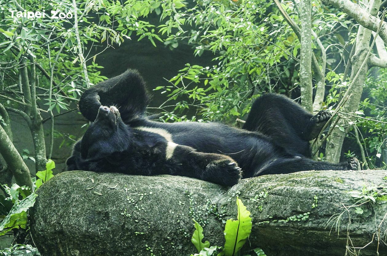 動物園邀您春季觀星 守護環境為黑熊點燈...