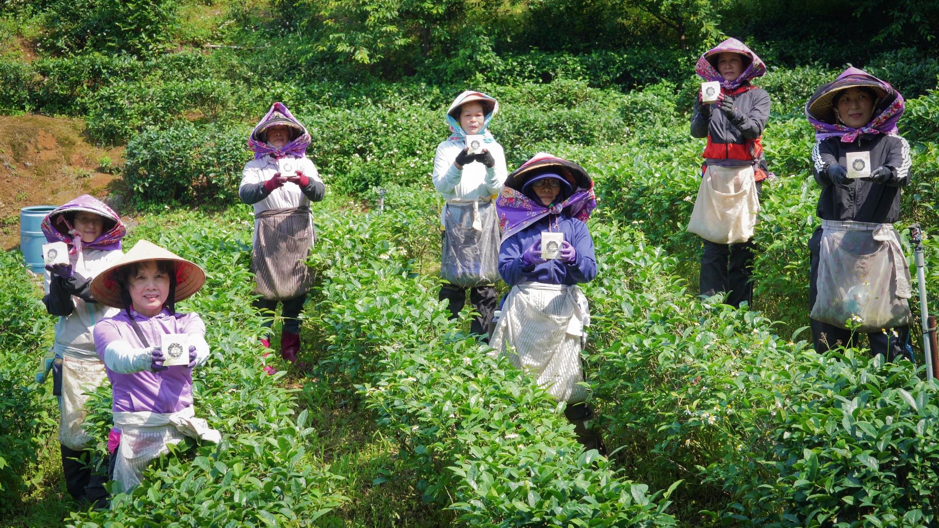 三芝茶農助婦女二度就業 產製櫻花茶享譽國際...