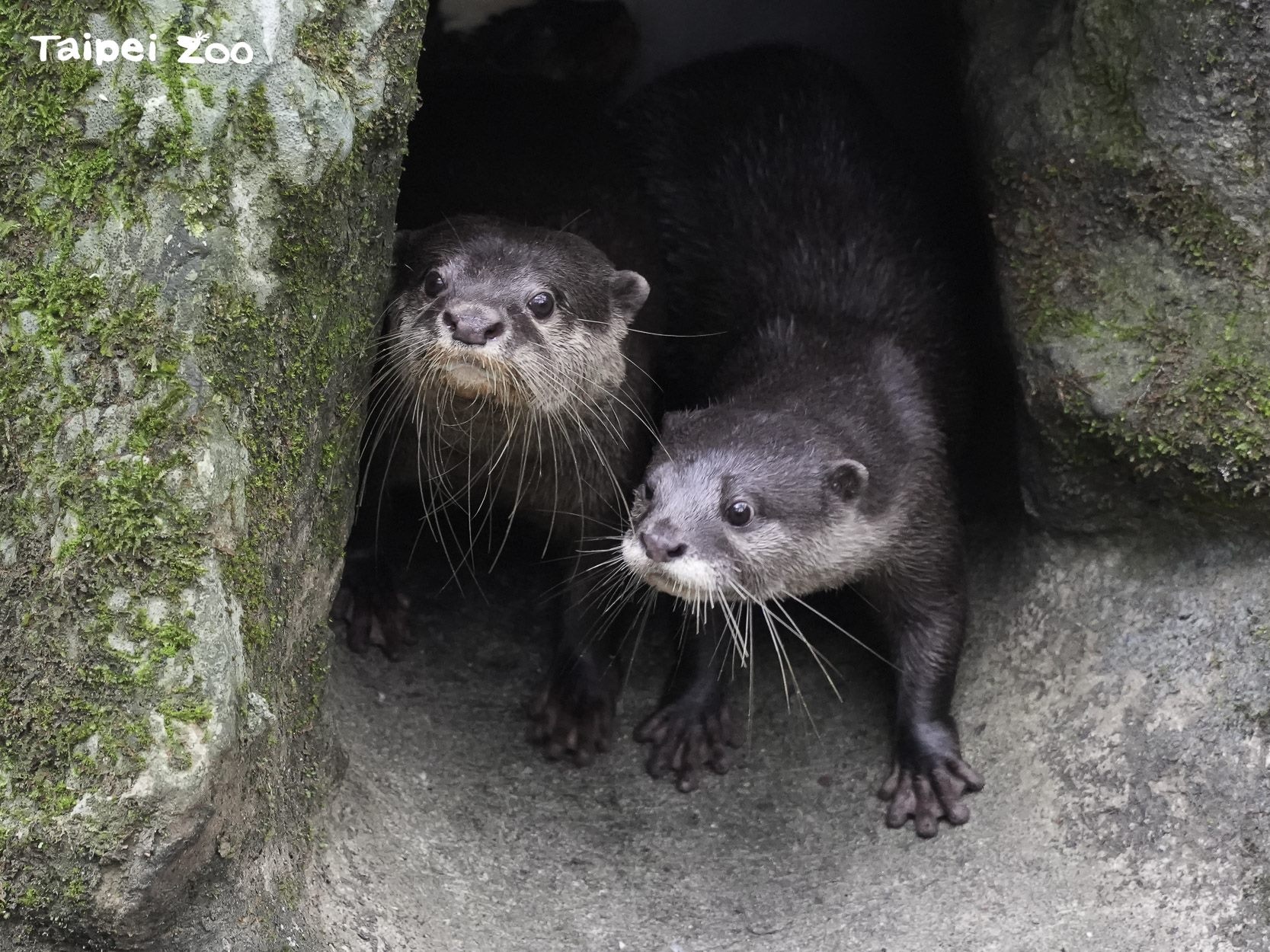 小爪水獺4胞胎穩定成長 即日起於溫帶動物區見客...