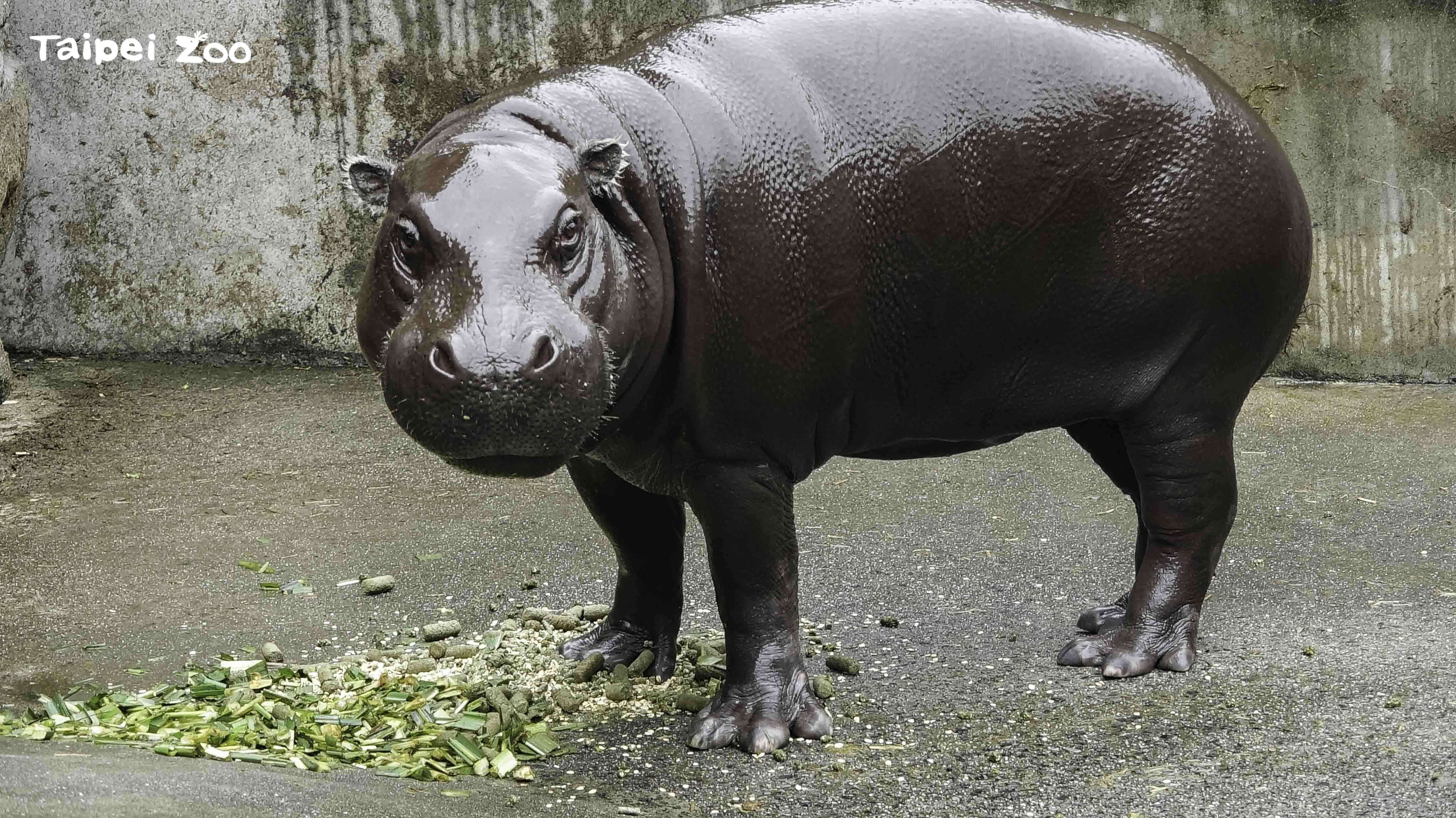 臺北市立動物園與台糖公司攜手舉辦池上野派對Wild Fun...