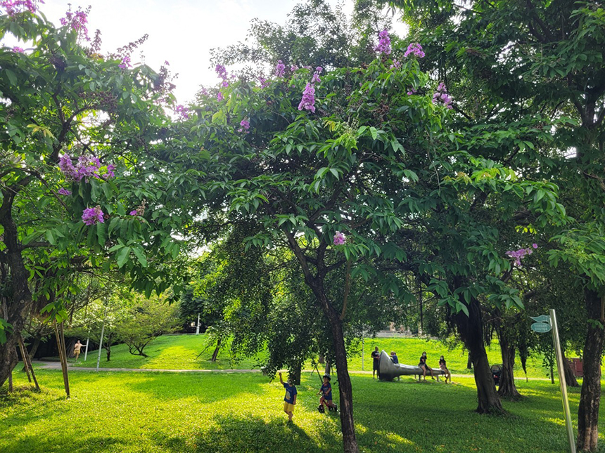 繽紛豔夏來臨大花紫薇現蹤跡  板橋音樂公園親子同遊好去...