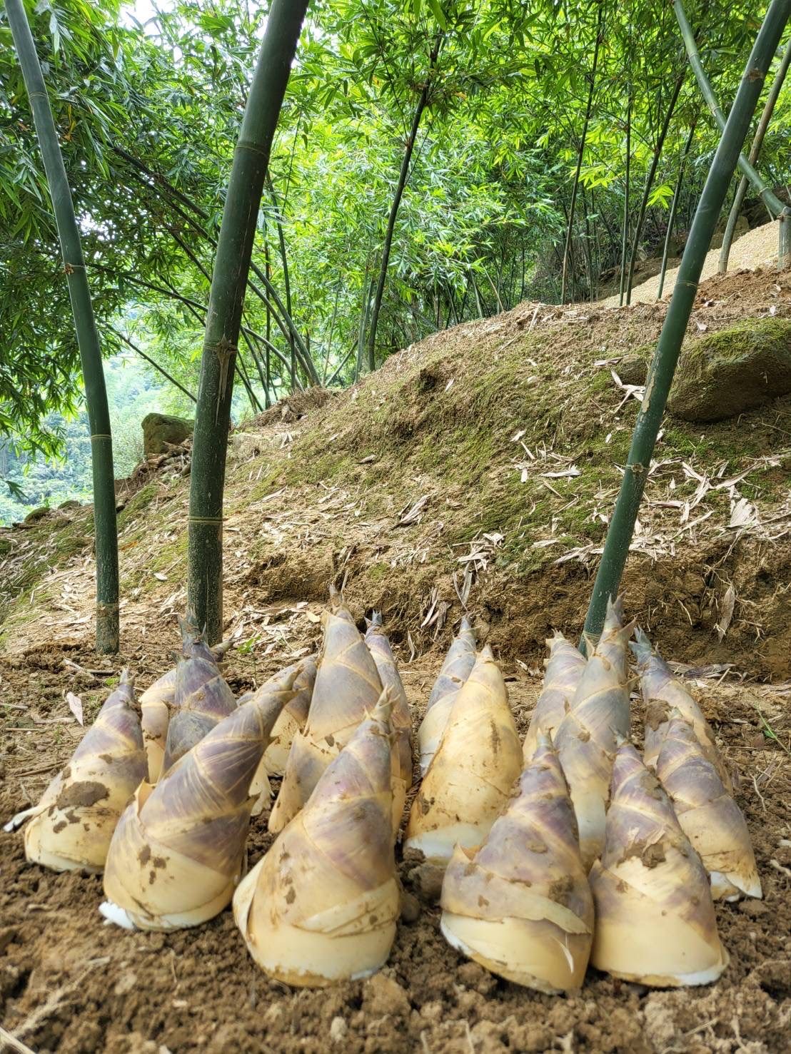 饗食好康新體驗 北市綠竹筍季正式起跑...