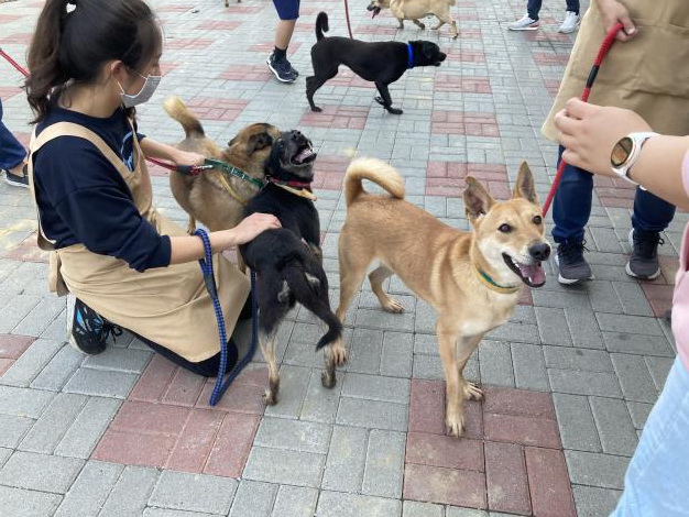 不只疫苗免費！認養汪星人加贈首年最高3000元寵物保險補助...