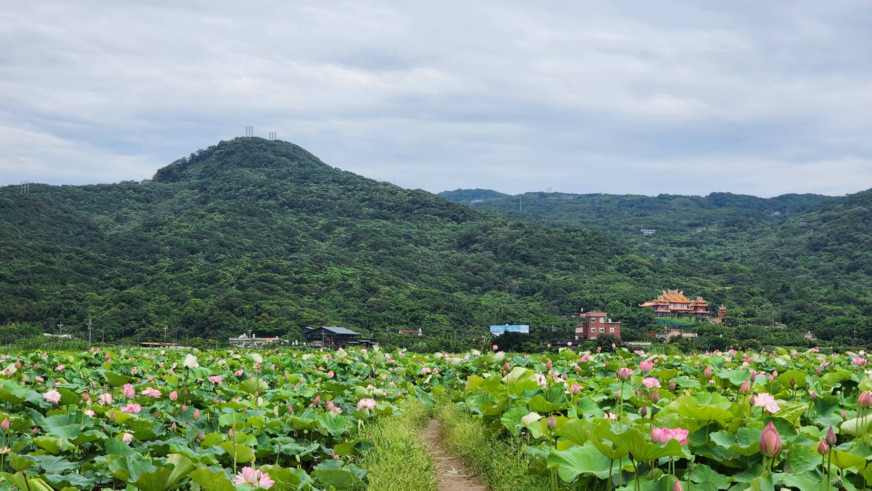 連假荷處遊 新北農村報你知...