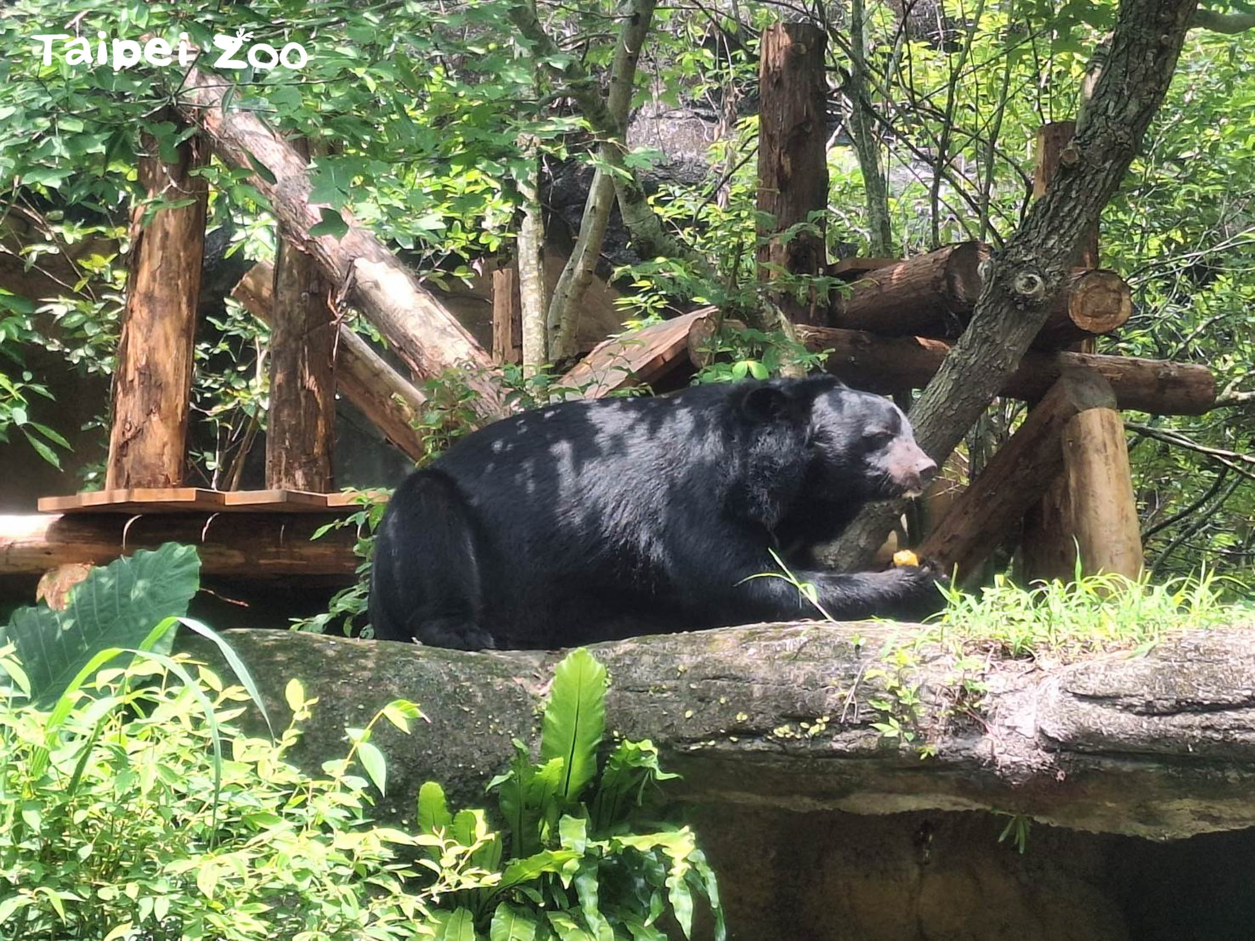 「熊讚」出沒注意！7月12日動物園邀您為臺灣黑熊保育站出...