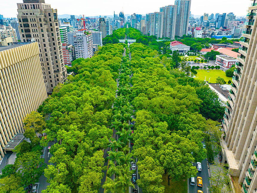 行道樹串聯綠色脈動  北市15年造就林蔭大道...