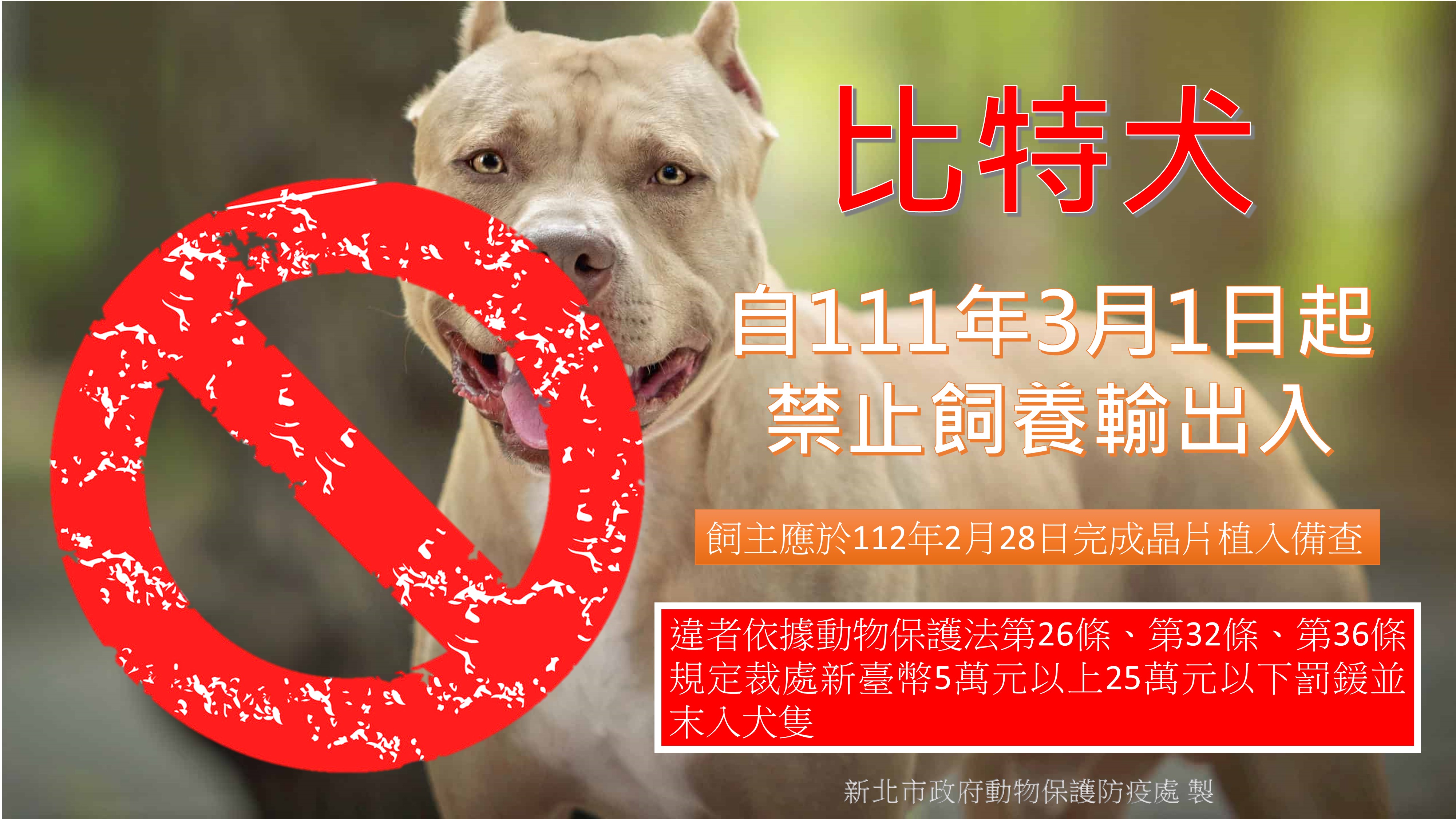 比特犬未絕育 新北開罰22例...