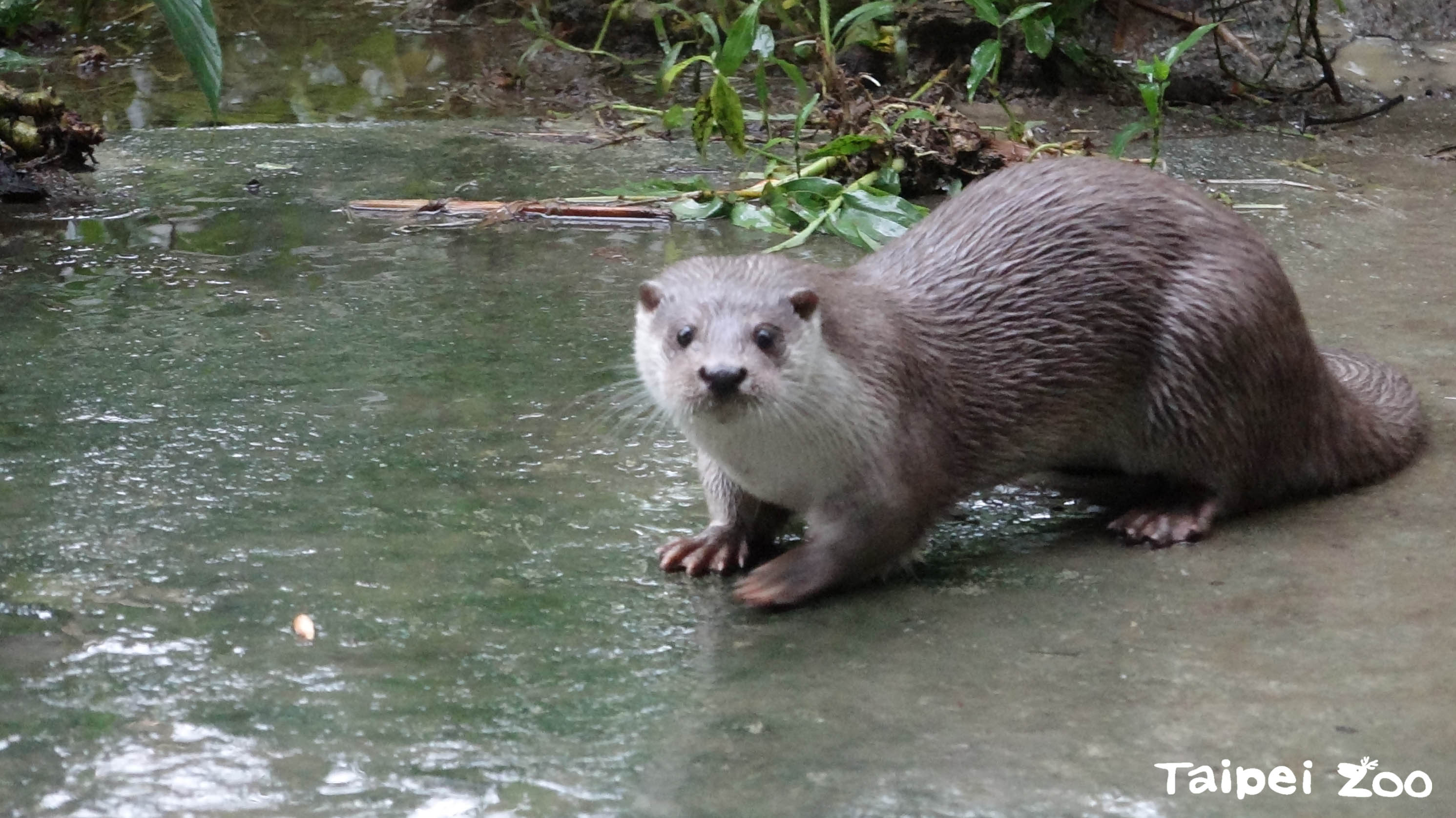 「臺北動物園」水獺觀賞  博餅體驗...