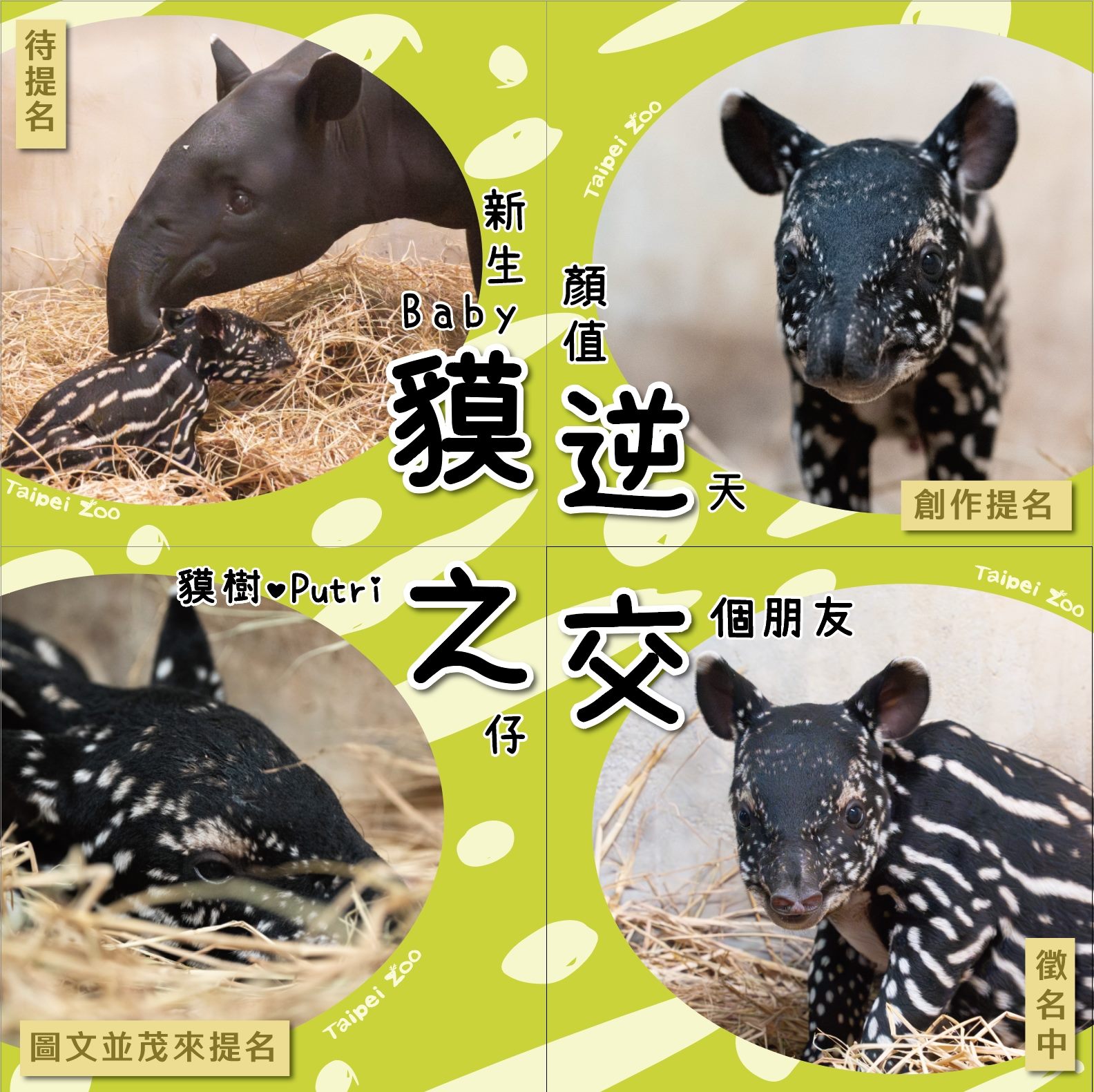 「貘」逆之交賀滿月   北市動物園徵名祝福...