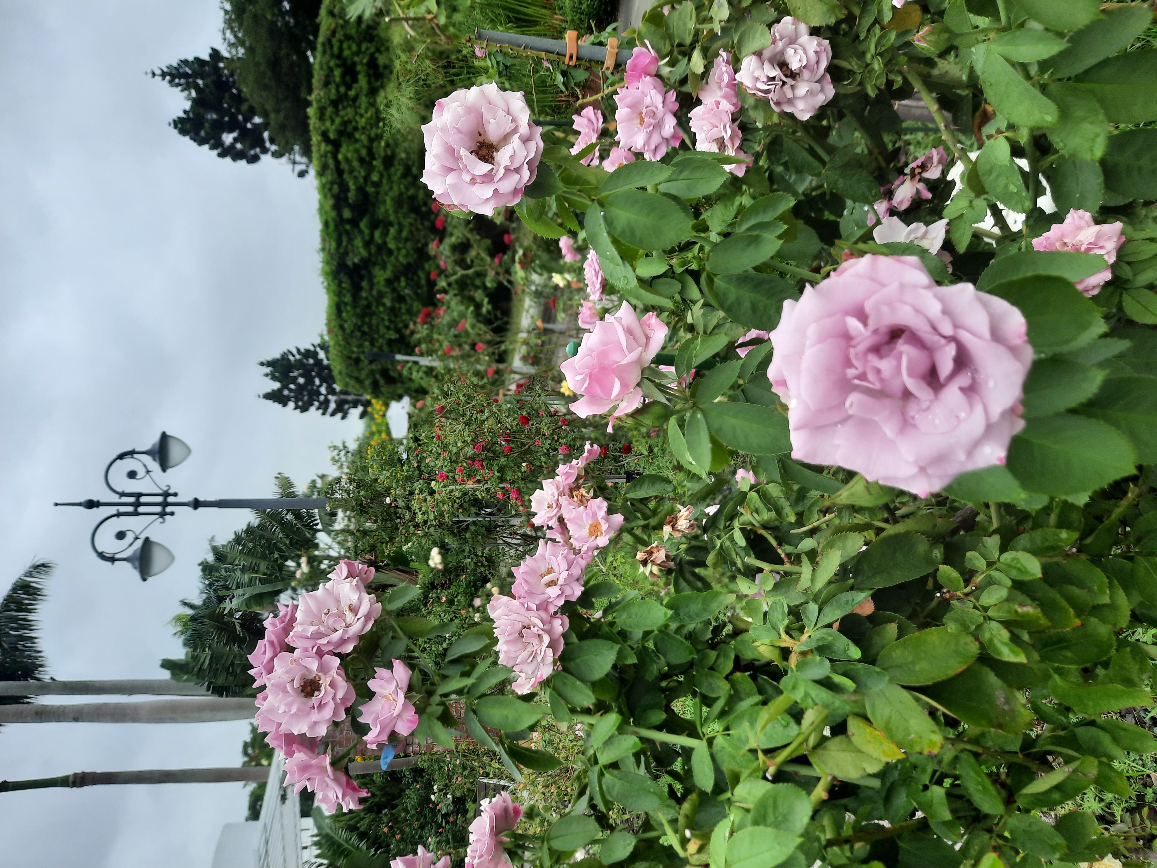 北市玫瑰園秋季限定美景   新生公園欒樹與玫瑰齊爭輝...