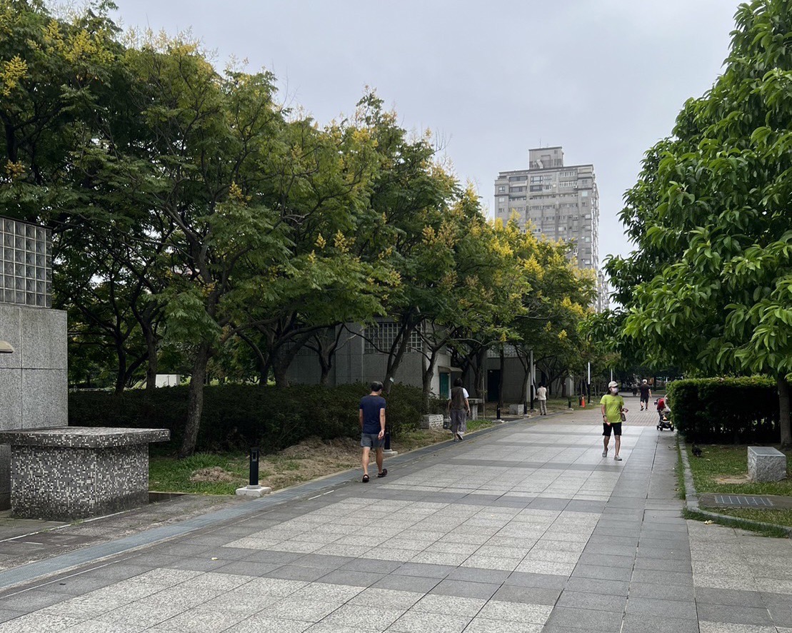 秋意濃 欒樹換秋裝 中和四號公園飄落黃金雨...