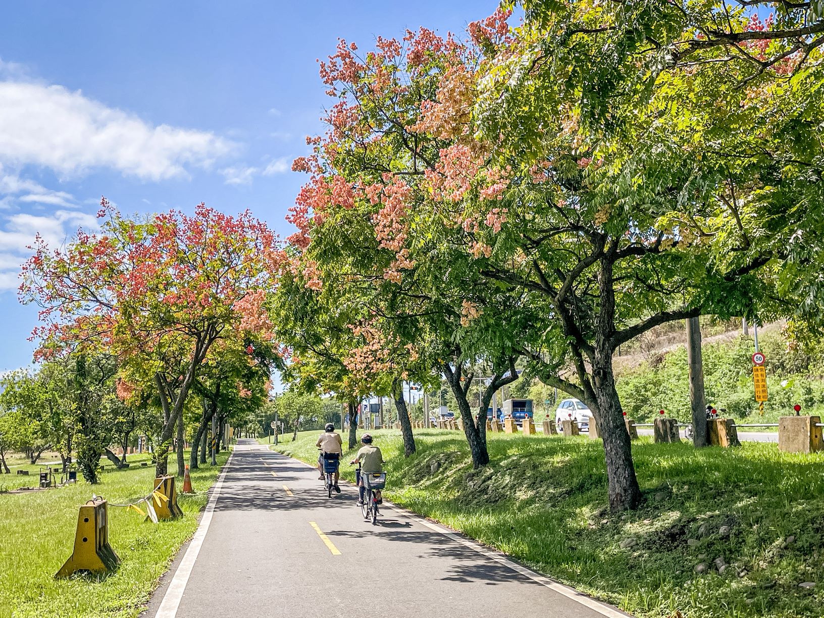 漫遊新北河濱公園  臺灣欒樹粉嫩的視覺饗宴...