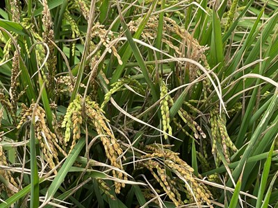 小犬颱風致海線水稻受損  農業局提醒 30日前可申請救助