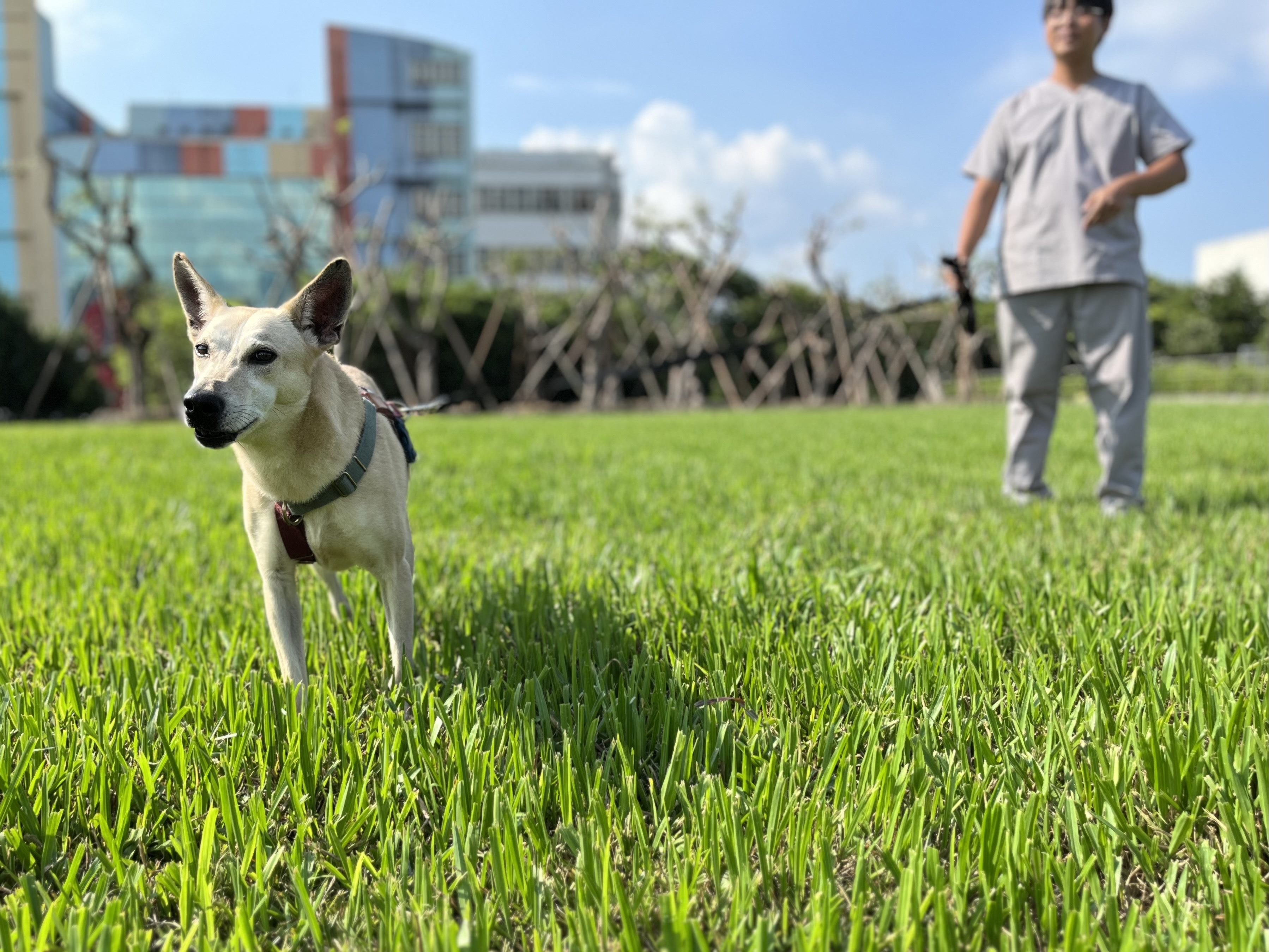 毛孩行為訓練  臺北市動物之家持續推動認養福利措施...