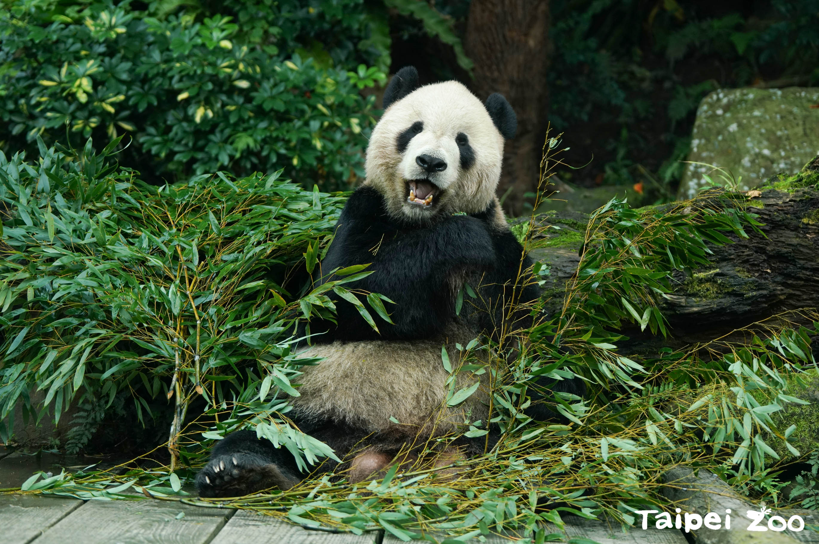 動物園標本典藏計畫   智慧長存動物生命...