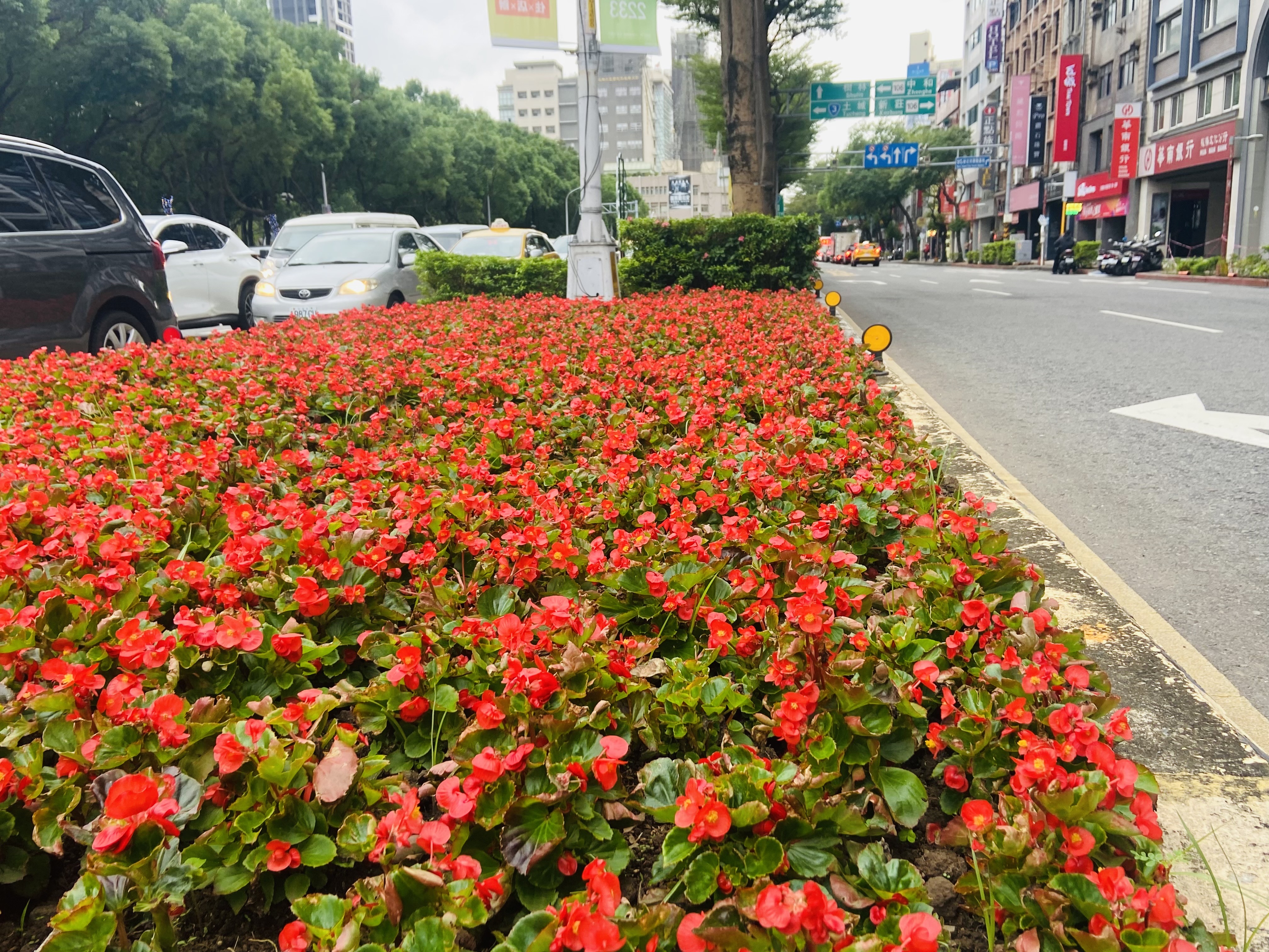 以植栽妝點耶誕城 冬日遊新北 感受城市浪漫美學氛圍...