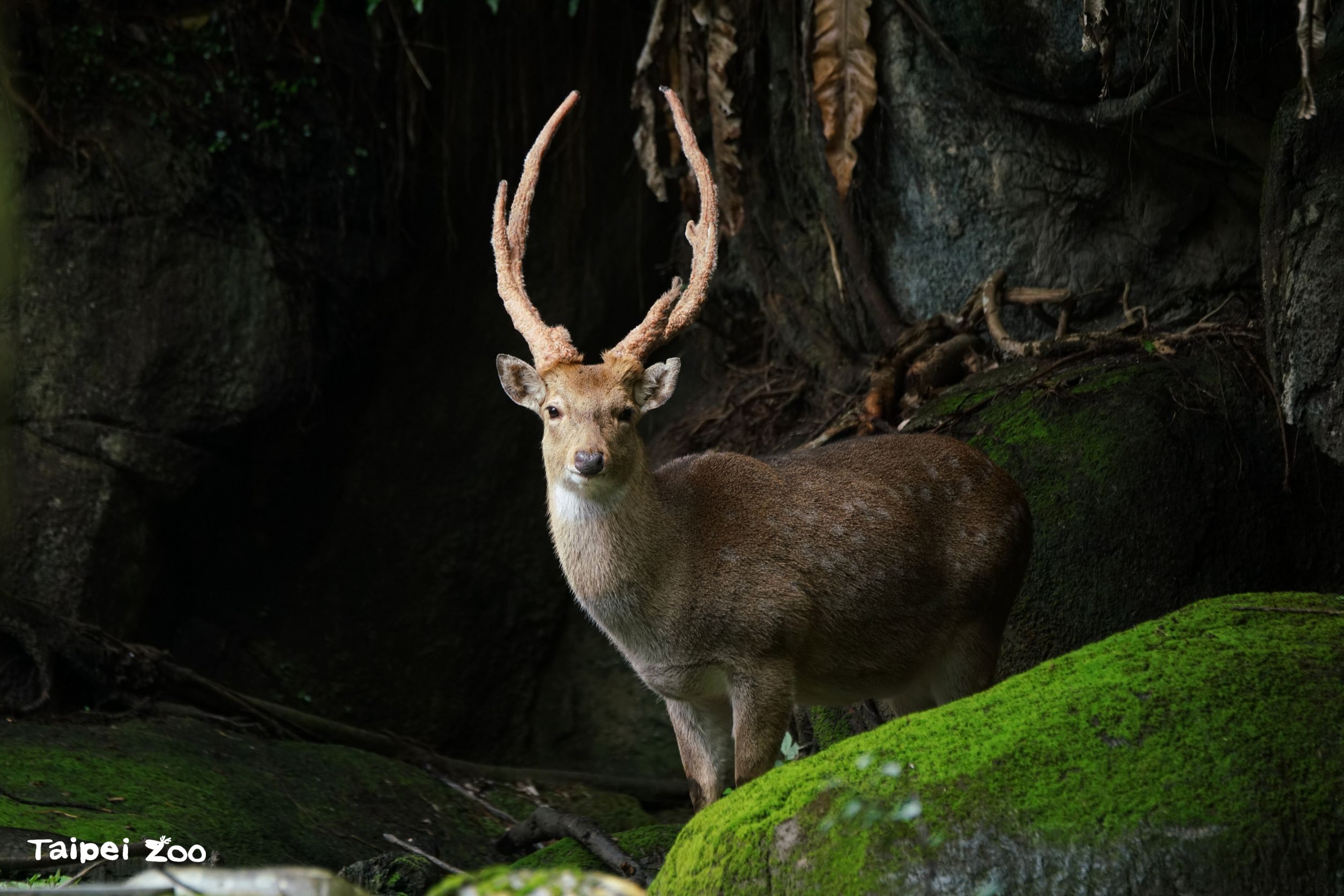 北市立動物園聖誕紅三寶 小貓熊、丹頂鶴、梅花鹿登場...