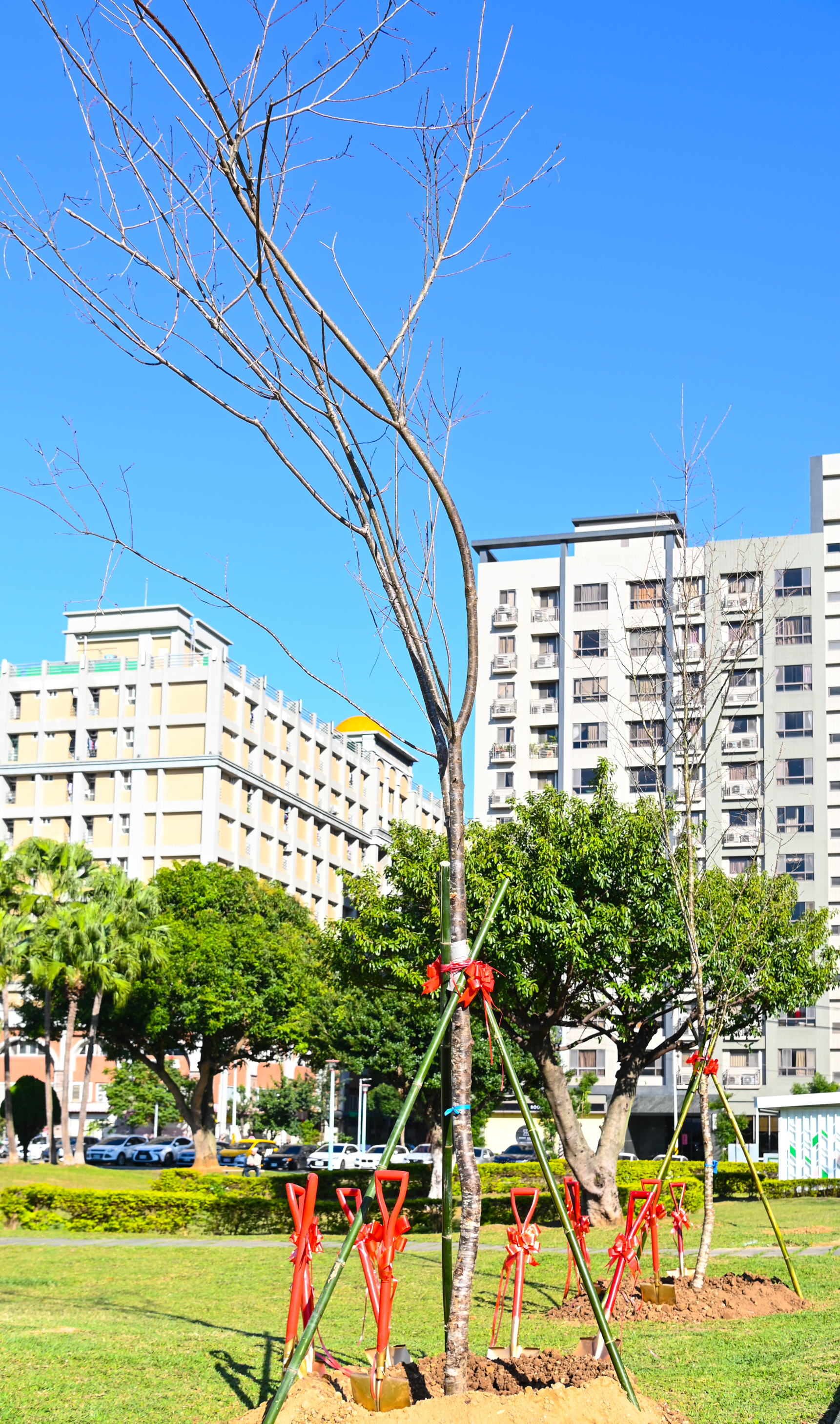 悅新建設總經理捐贈200棵櫻花樹  植樹打造「節能減碳」的...