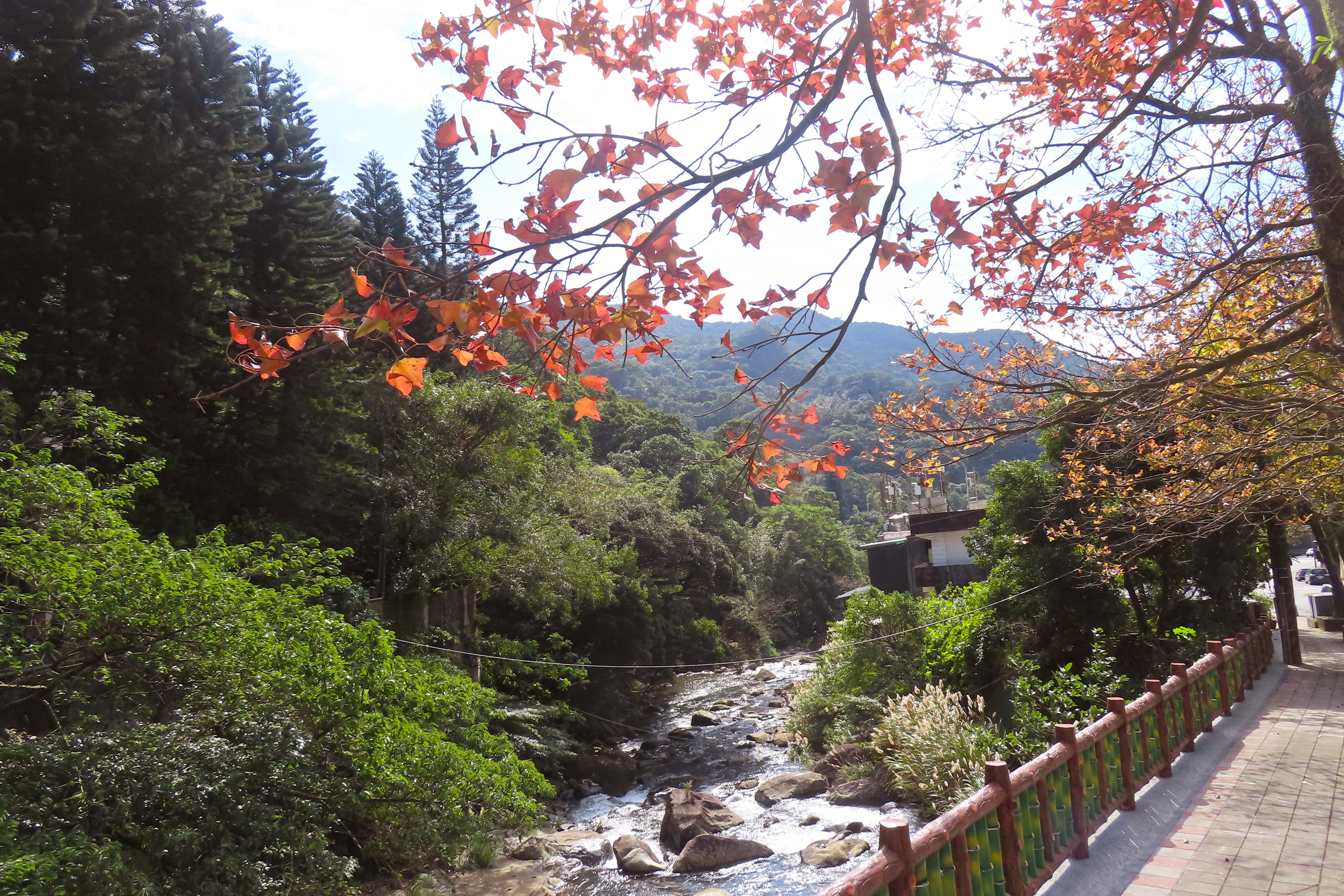 浪漫戀愛楓紅情  北市楓景一次蒐羅...