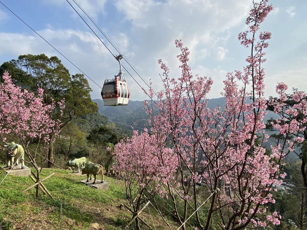 冬迎福光遊三貓  賞花祈福  健行品茗龍總來...