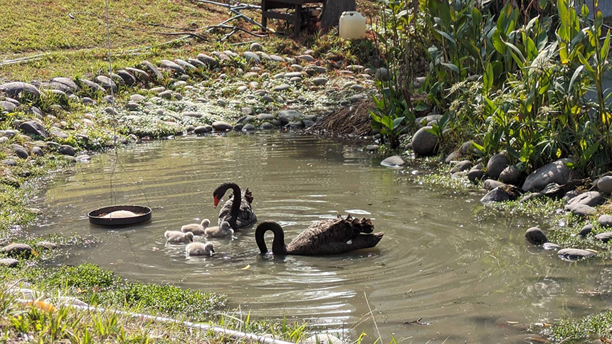 台中秋紅谷公園迎來4隻小黑天鵝  市府啟動「守護鵝寶計畫...