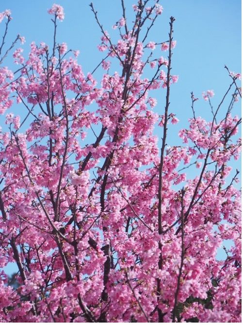 陽明山賞花特報 櫻花  杜鵑  水仙百花齊放...