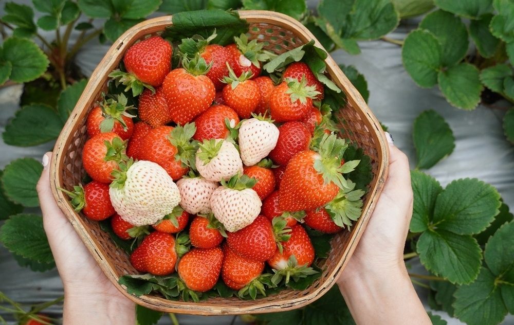 內湖草莓季開跑  前往莓好樂園抽大獎品美食...
