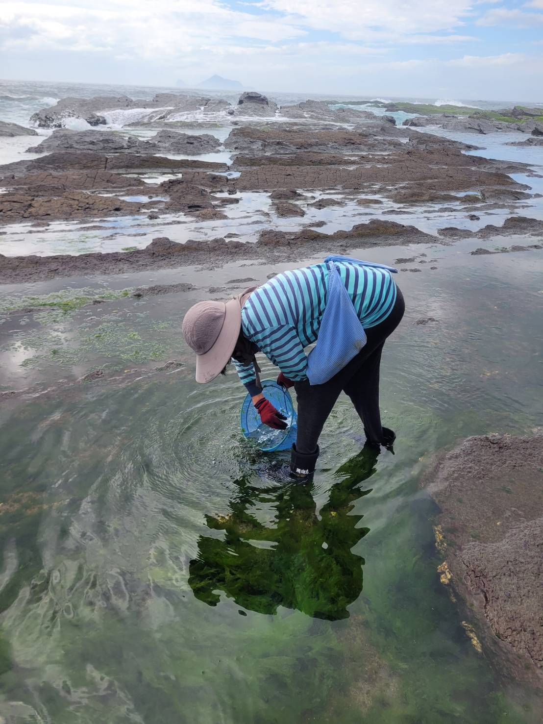 東北角海岸春季限定   海洋寶藏的海藻「腳白菜」