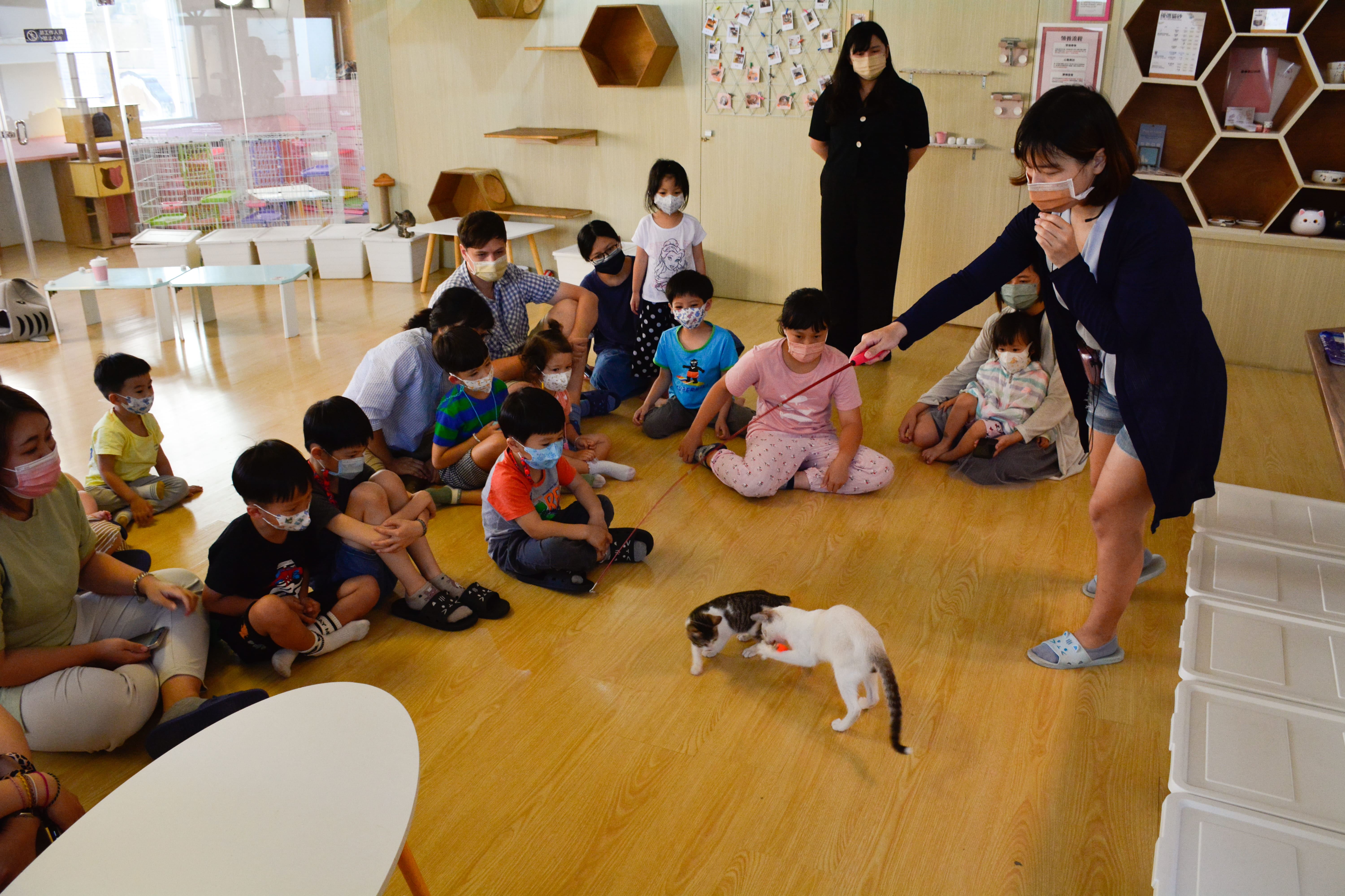 高雄青創寵愛毛孩 8年級生開貓咪咖啡館！為500隻流浪貓找到新家