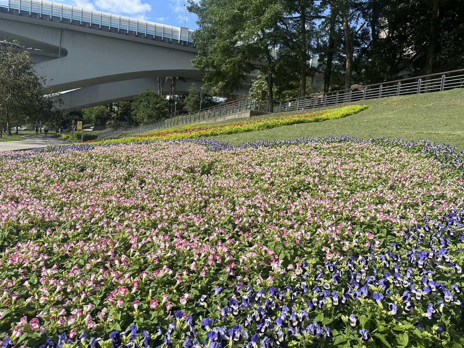 喜迎母親節   新北營造碧潭夏日花海...