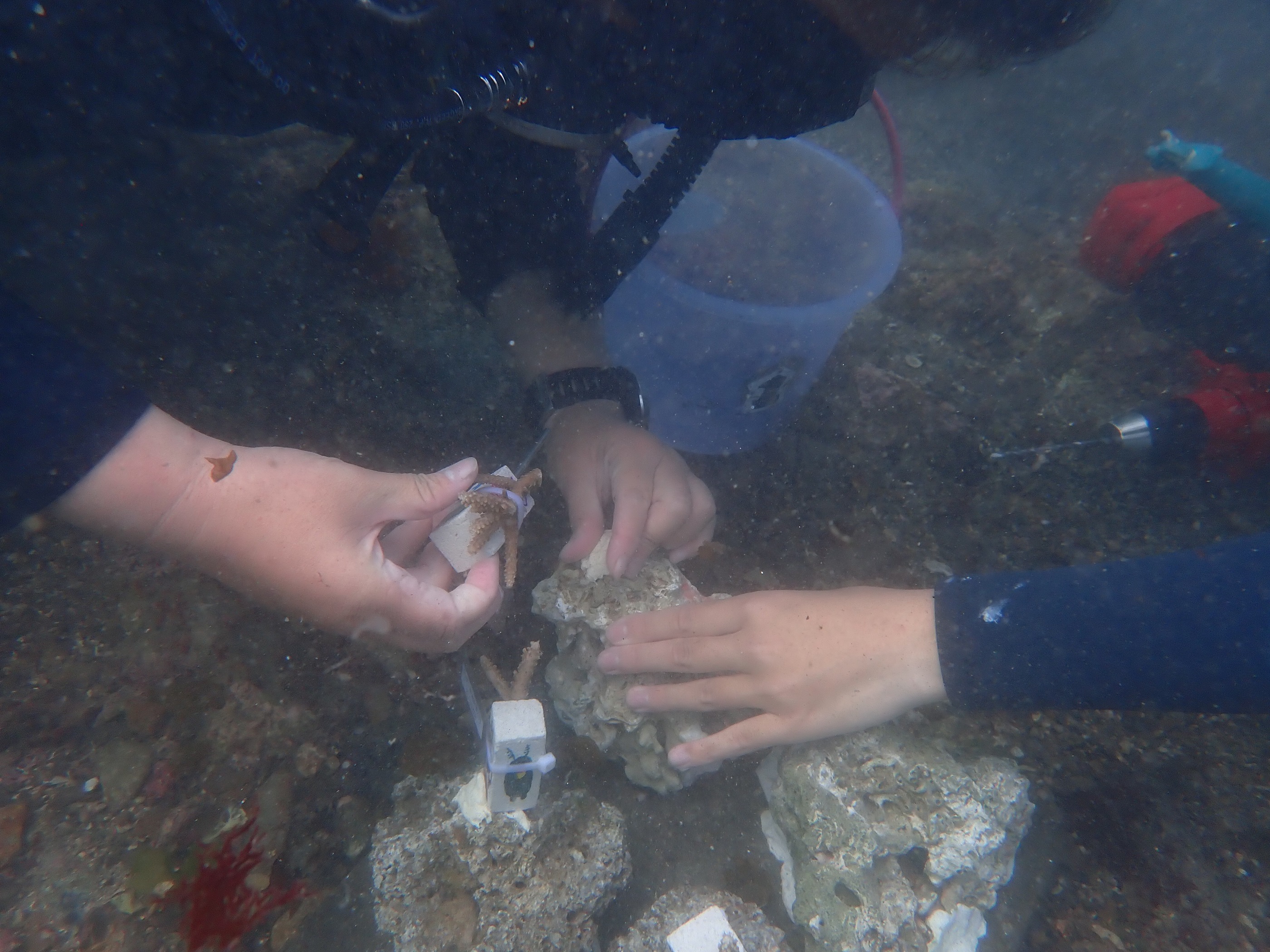 珊瑚移植工作坊限量招募25名志工   為海洋永續盡一份力