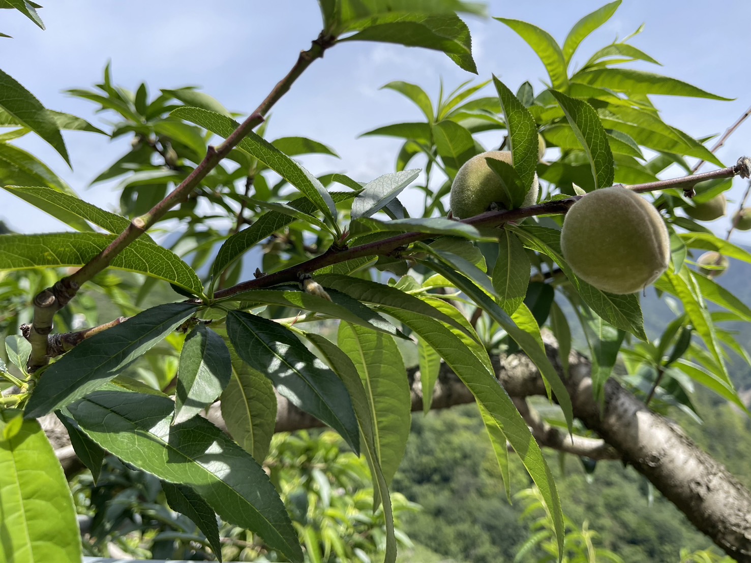 中市梨山地區水蜜桃災損  5/27前可申請現金救助