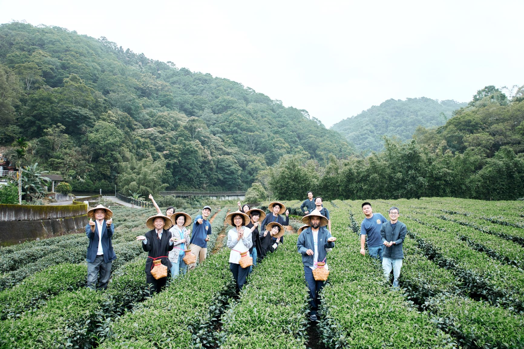 響應521國際茶日  新北好茶推預購優惠支持茶農