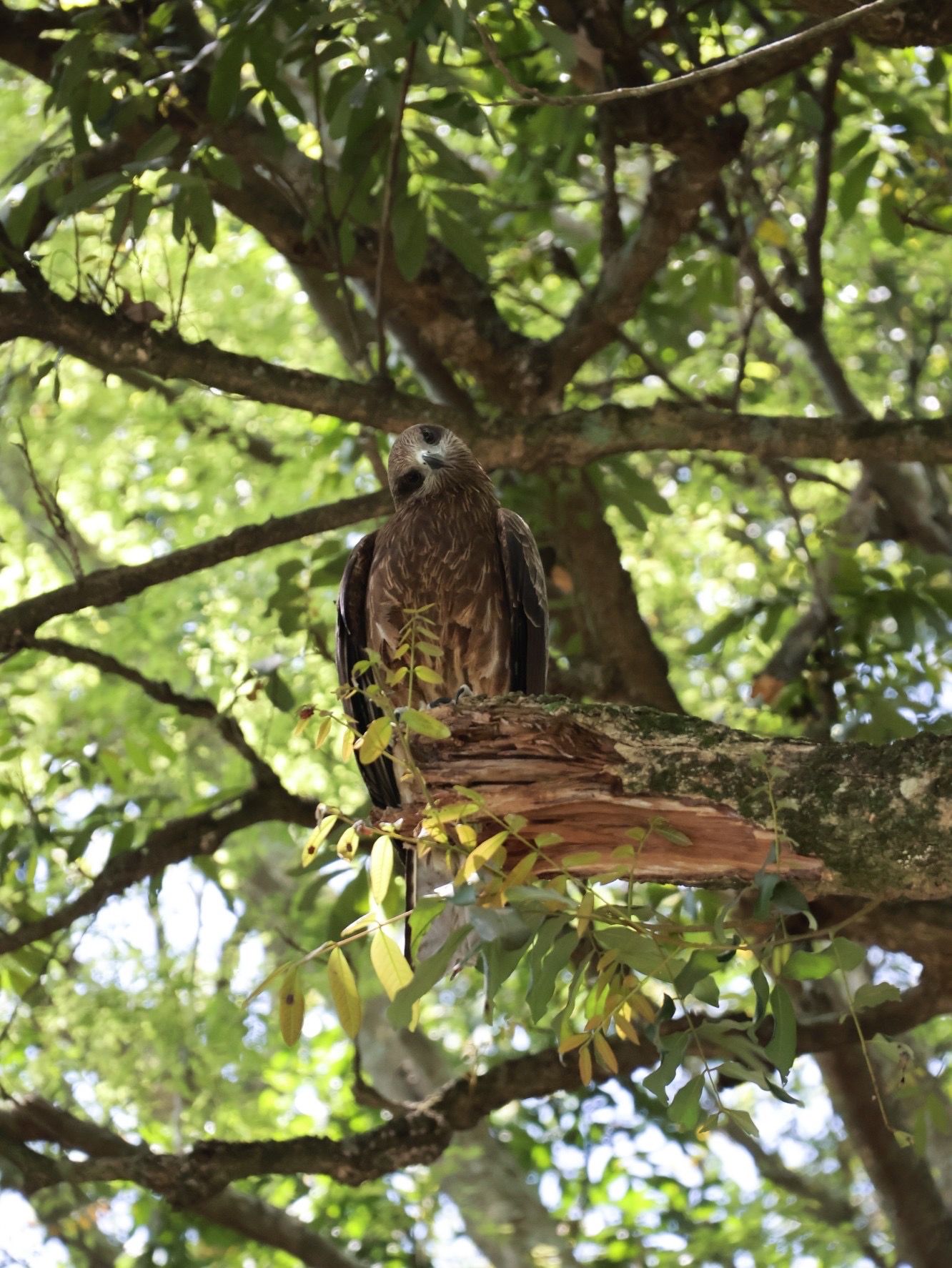 猛禽黑鳶翩至潭子區  農業局籲勿餵食野生動物！