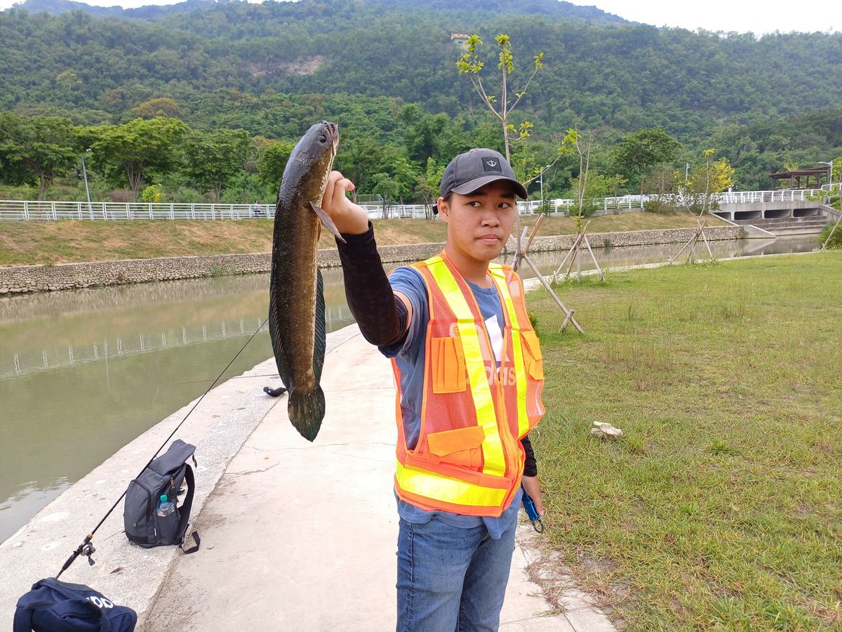 生態殺手現蹤鼓山運河 水利局委請釣魚協會即刻移除