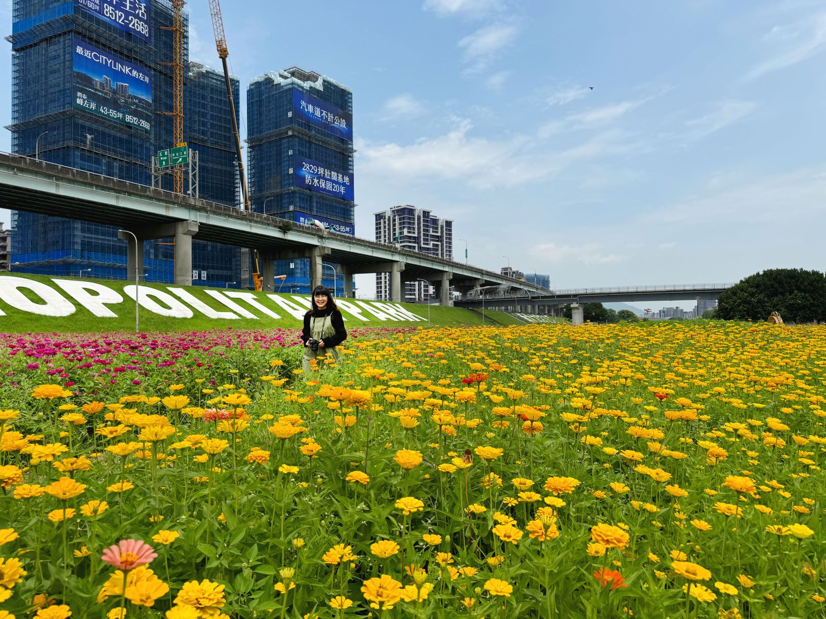 新北大都會公園花海盛開  為河濱公園增添風采...