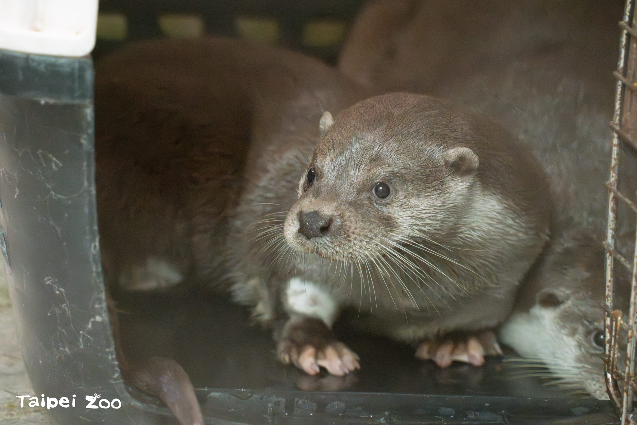 歡慶世界水獺日 「萌萌兄弟」臺灣動物區報到...