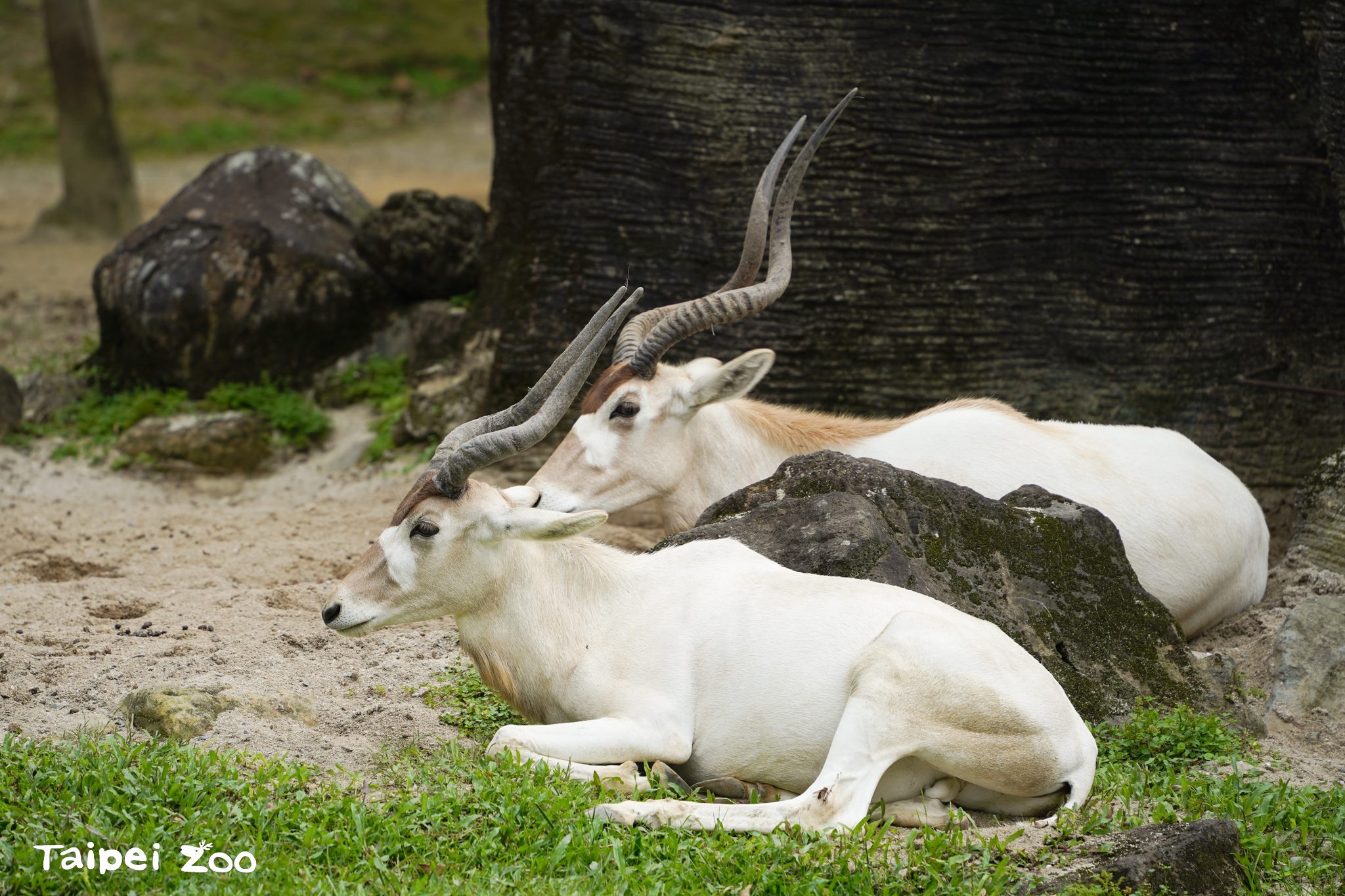 棲地保育從「我」開始   動物園保衛野生動物棲息地...