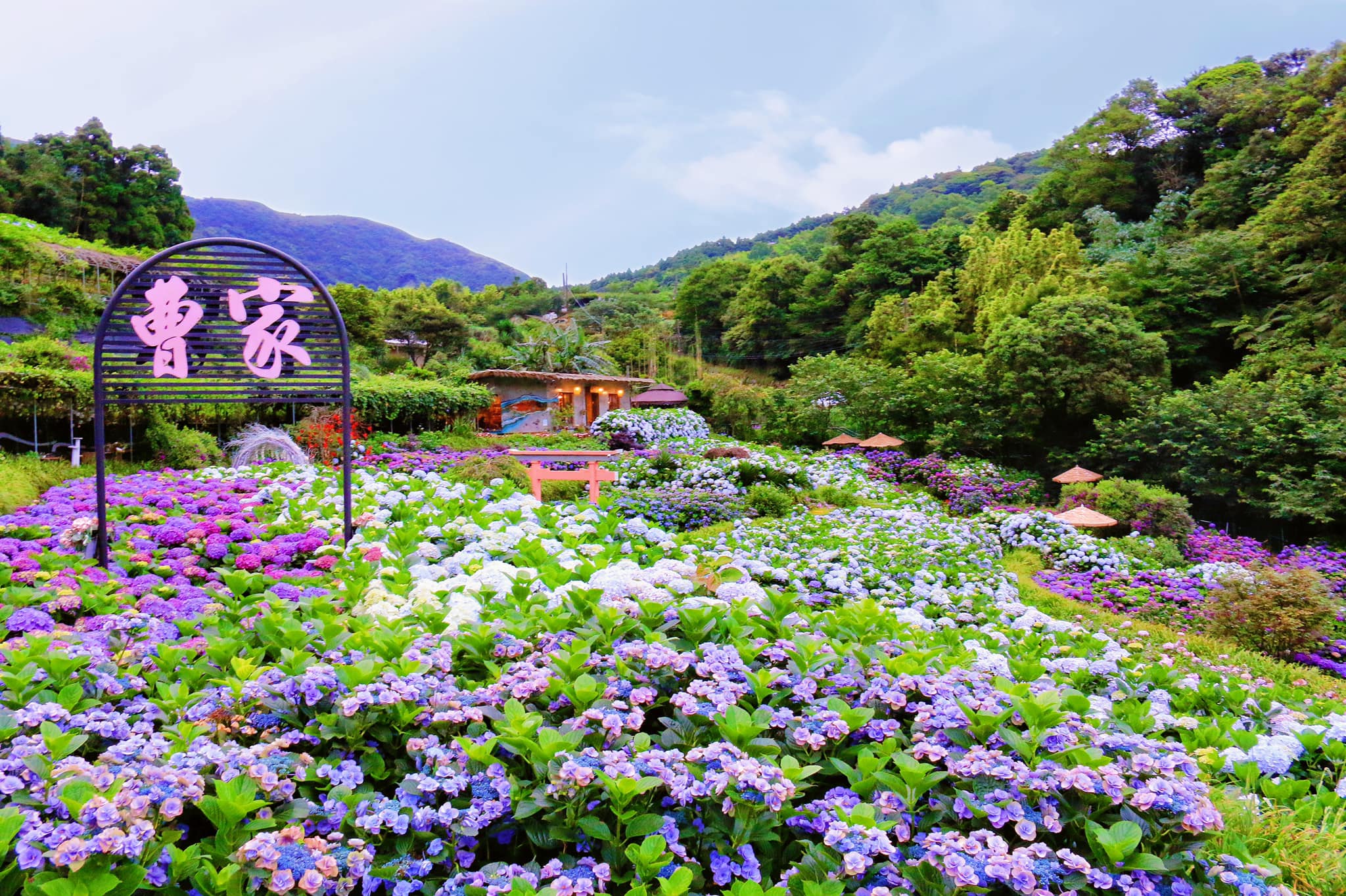 曹家繡球花海與庭園咖啡 和服美照拍不停...