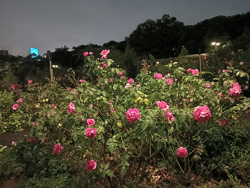 玫瑰園夏季百花宴  賞花、賞樹一站式滿足...